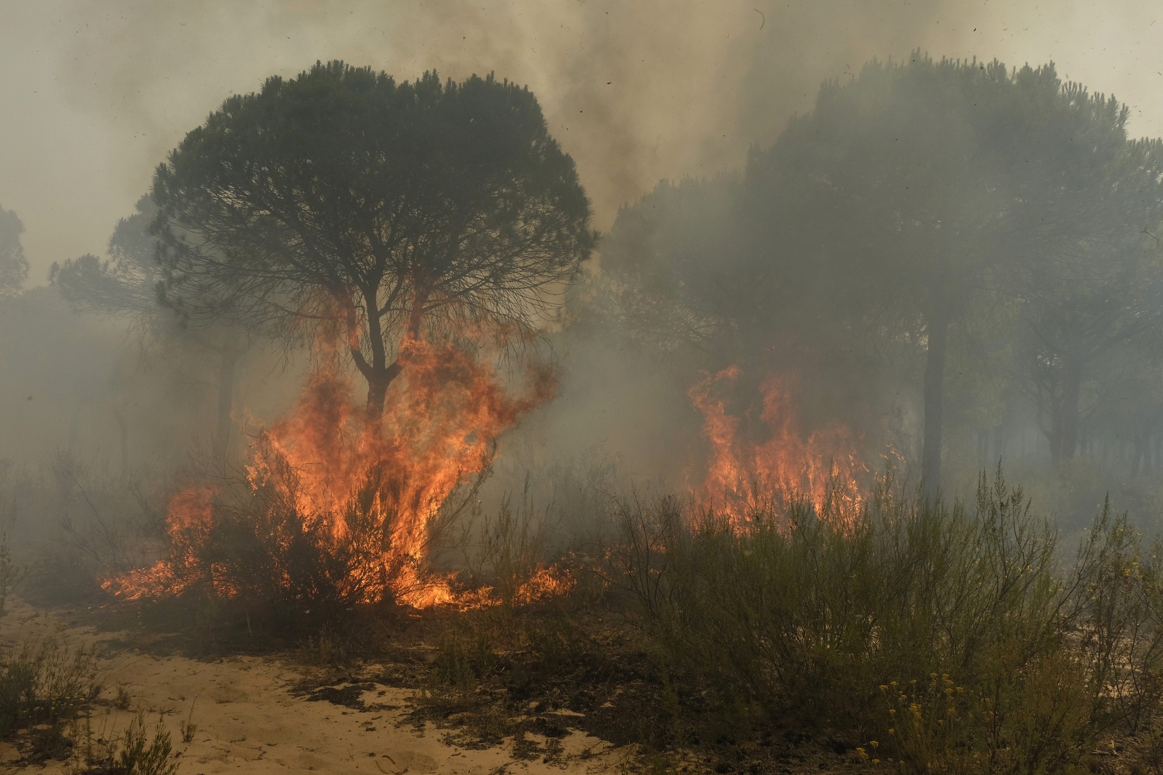 El consejero de Medio Ambiente andaluz: "No se va a recalificar ni un solo metro cuadrado que haya sido pasto de las llamas" El consejero de Medio Ambiente andaluz: "No se va a recalificar ni un solo metro cuadrado que haya sido pasto de las llamas"
