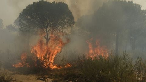 Imagen del grave incendio en Do&ntilde;ana (Archivo)
