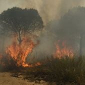 Imagen del grave incendio en Doñana (Archivo)