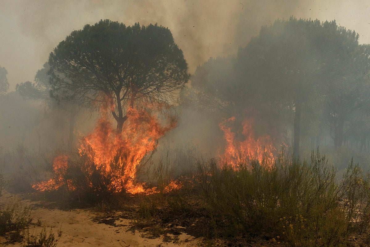 Vecino afectado por el incendio en Moguer: "Hemos pasado mucho pánico, el humo afectaba a la respiración y a la visión" Vecino afectado por el incendio en Moguer: "Hemos pasado mucho pánico, el humo afectaba a la respiración y a la visión"