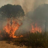 Arden los bosques de Moguer (25-06-2017)