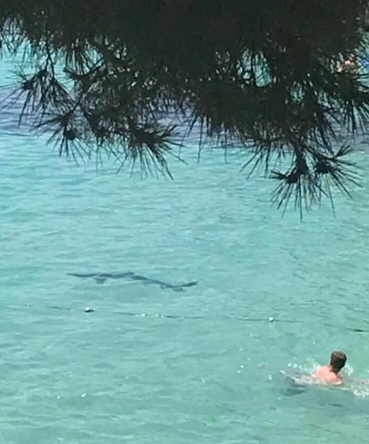 El avistamiento de una tintorera obliga a desalojar una playa de Mallorca El avistamiento de una tintorera obliga a desalojar una playa de Mallorca