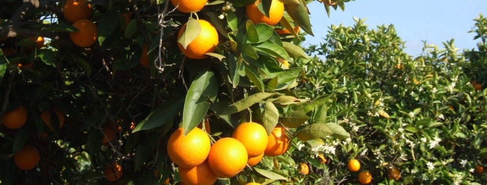 Economía contractarà aquest estiu 70 treballadors agrícoles. Economía contractarà aquest estiu 70 treballadors agrícoles.