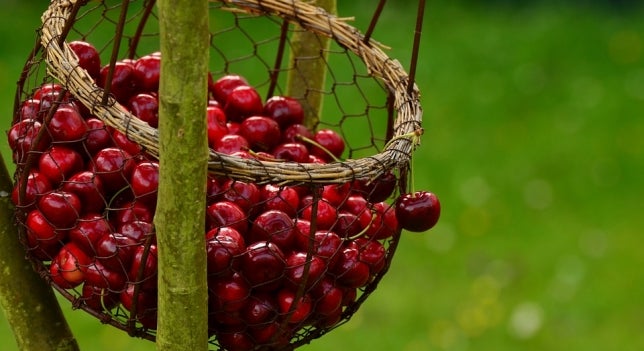 Comienza en Aragón la recogida de fruta con incertidumbre por la sequía Comienza en Aragón la recogida de fruta con incertidumbre por la sequía