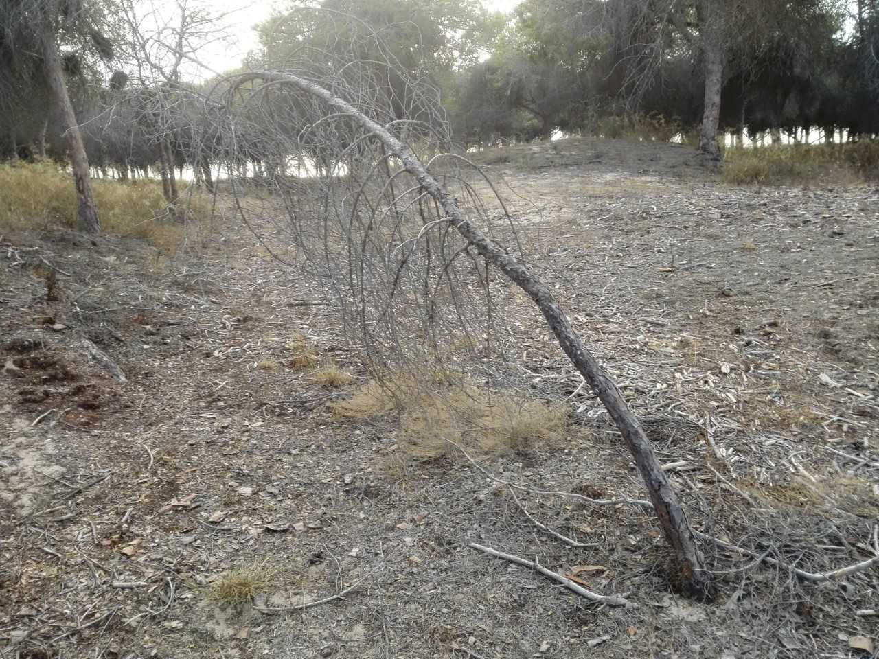 La pinada de La Marina vuelve a empezar el verano con un mantenimiento deficiente La pinada de La Marina vuelve a empezar el verano con un mantenimiento deficiente