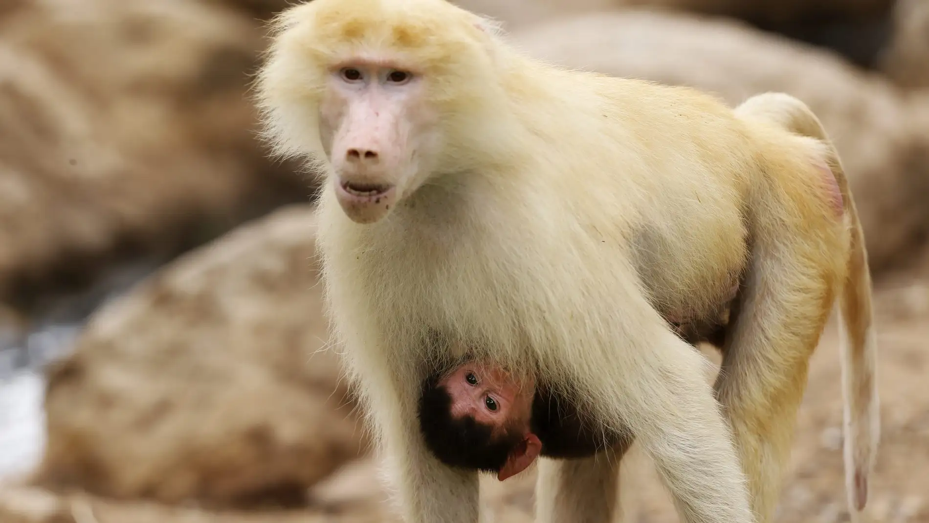 Así es el extraño virus del mono B: síntomas y complicaciones de la  enfermedad