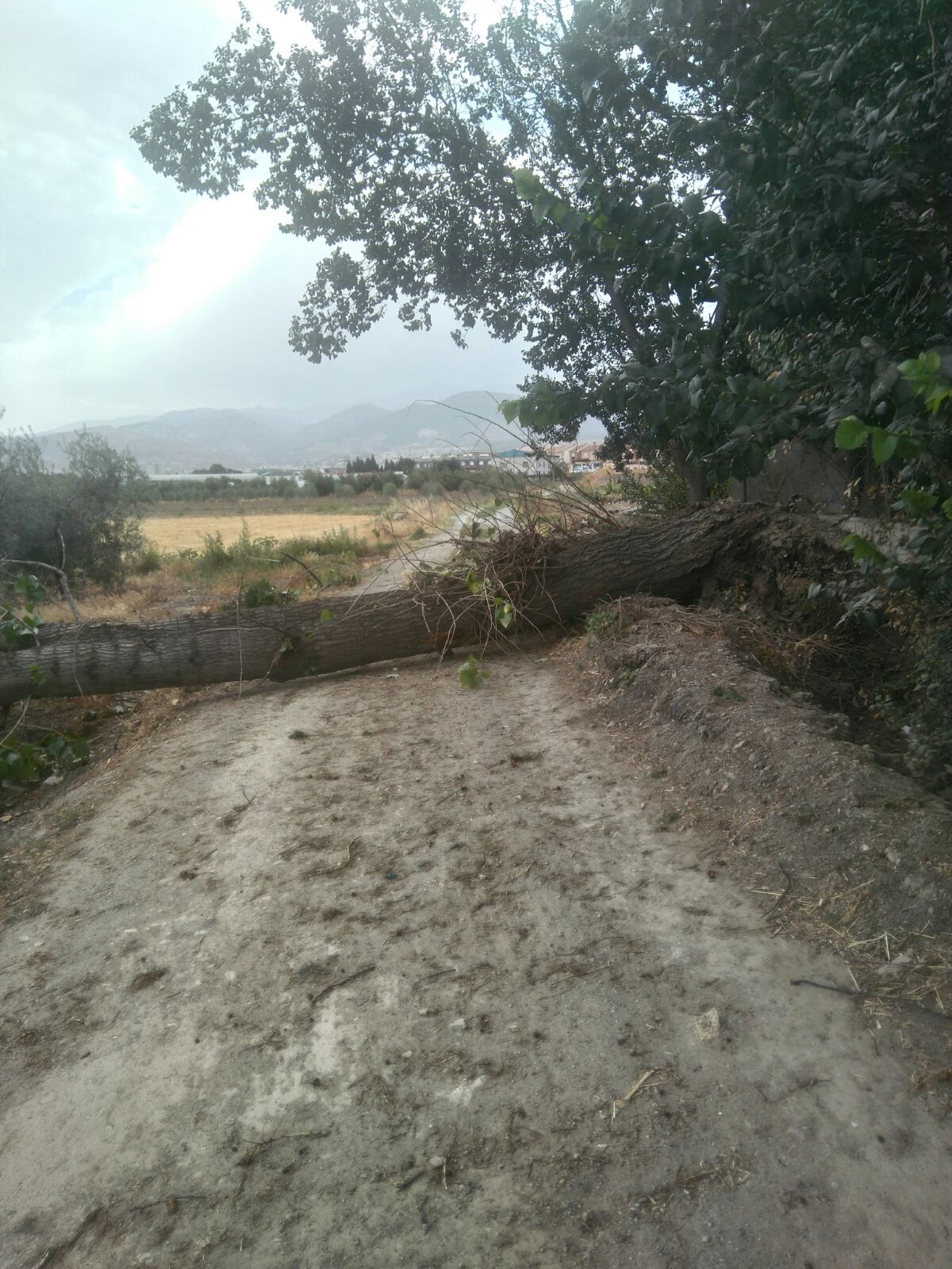 El fuerte viento provoca heridos y una treintena de incidencias El fuerte viento provoca heridos y una treintena de incidencias