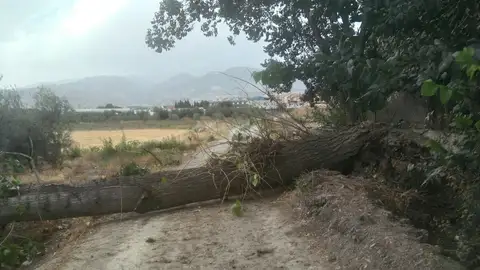 Fuerte vendaval deja una treintena de incidencias Fuerte vendaval deja una treintena de incidencias