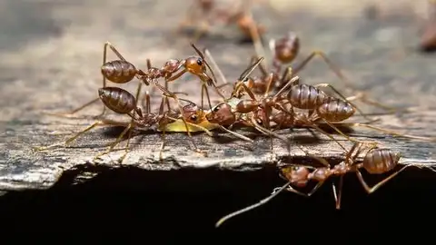 hormigas matabele hormigas matabele