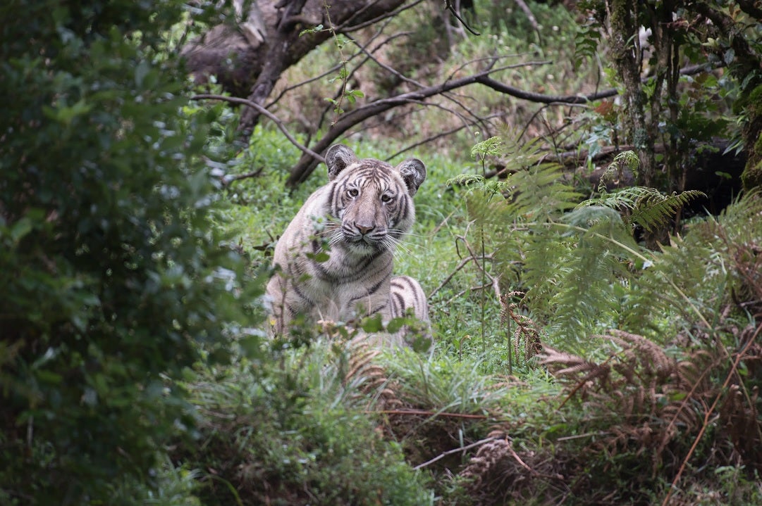 Fotografían por primera vez un ejemplar de tigre pálido Fotografían por primera vez un ejemplar de tigre pálido