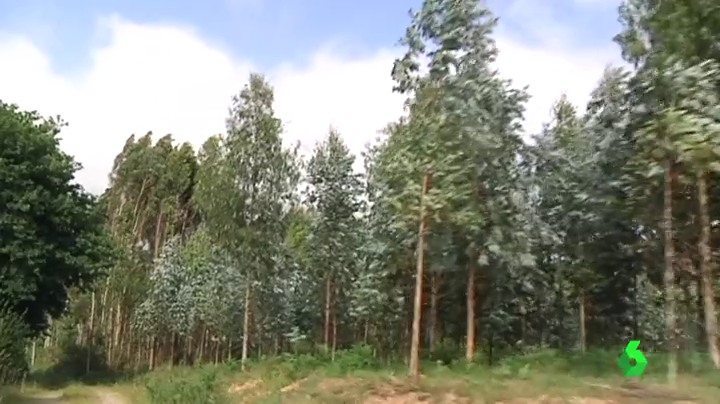 El Principado regula las quemas autorizadas y la repoblación con pino y eucalipto El Principado regula las quemas autorizadas y la repoblación con pino y eucalipto