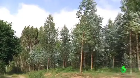 Imagen de eucaliptos Imagen de eucaliptos