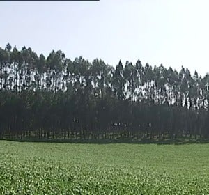 Bosque de eucaliptos Bosque de eucaliptos