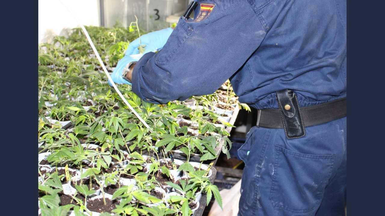 Desmantelada otra red de tráfico de drogas en Elche Desmantelada otra red de tráfico de drogas en Elche