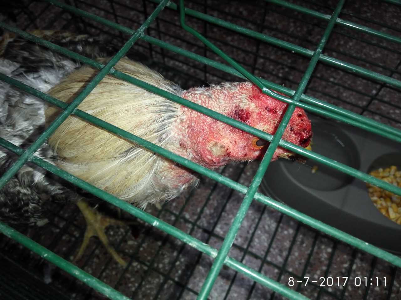 La Policía Local identifica una veintena de personas en una pelea de gallos en Elche La Policía Local identifica una veintena de personas en una pelea de gallos en Elche