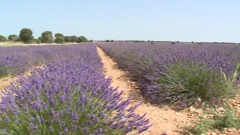 Guadalajara vende lavanda a Francia Guadalajara vende lavanda a Francia