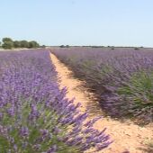 Guadalajara vende lavanda a Francia