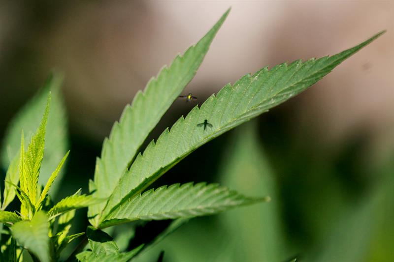Detenido por cultivar 3.410 plantas de marihuana en una vivienda de El Casar Detenido por cultivar 3.410 plantas de marihuana en una vivienda de El Casar