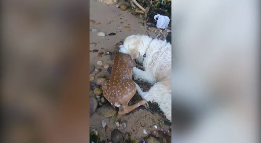 Un perro consigue salvar la vida de un cervatillo que se estaba ahogando en el río Un perro consigue salvar la vida de un cervatillo que se estaba ahogando en el río