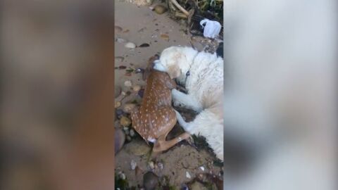 El emocionante momento en el que un perro salva a un cervatillo que se estaba ahogando en el r&iacute;o