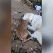 El emocionante momento en el que un perro salva a un cervatillo que se estaba ahogando en el río