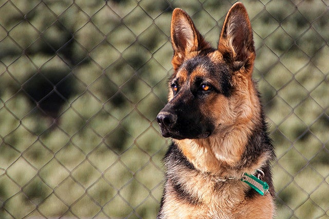 Soco, el perro del Ejército que detecta la COVID Soco, el perro del Ejército que detecta la COVID