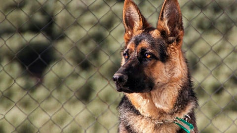 El genoma de los perros europeos persiste desde el Neolitico