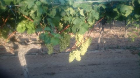 Vi&ntilde;edos en Aspe