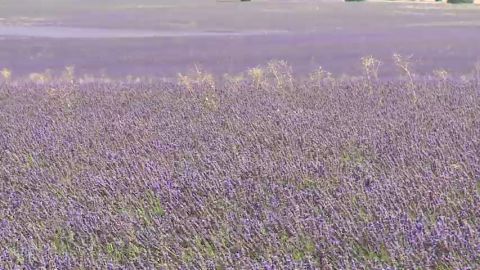 Guadalajara produce el 10% de la lavanda de Europa