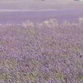 Guadalajara produce el 10% de la lavanda de Europa