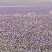 Guadalajara produce el 10% de la lavanda de Europa Guadalajara produce el 10% de la lavanda de Europa