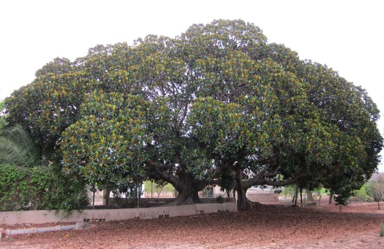 Los actos de l'Any Fuster en Sueca y los paseos de Paisajes de Primavera en Alicante Los actos de l'Any Fuster en Sueca y los paseos de Paisajes de Primavera en Alicante