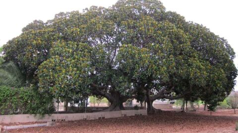 Ficus centenario que hay en la pedan&iacute;a de El Altet de Elche