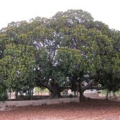 Ficus centenario que hay en la pedanía de El Altet de Elche