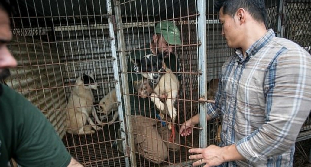 Salvan a 149 perros de ser electrocutados hasta morir para hacer sopa picante Salvan a 149 perros de ser electrocutados hasta morir para hacer sopa picante