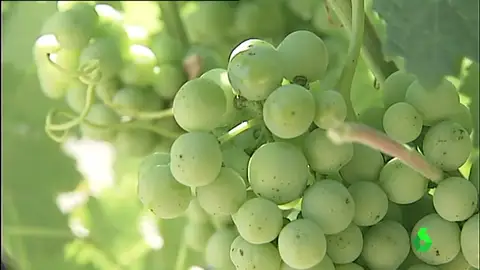 Pese al temporal, la lluvia escasea en Galicia lo que provoca vendimias prematuras o pérdidas irrecuperables Pese al temporal, la lluvia escasea en Galicia lo que provoca vendimias prematuras o pérdidas irrecuperables