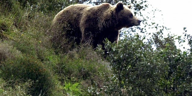 Aparece el cadáver de un oso pardo adulto en Cillorigo de Liébana Aparece el cadáver de un oso pardo adulto en Cillorigo de Liébana