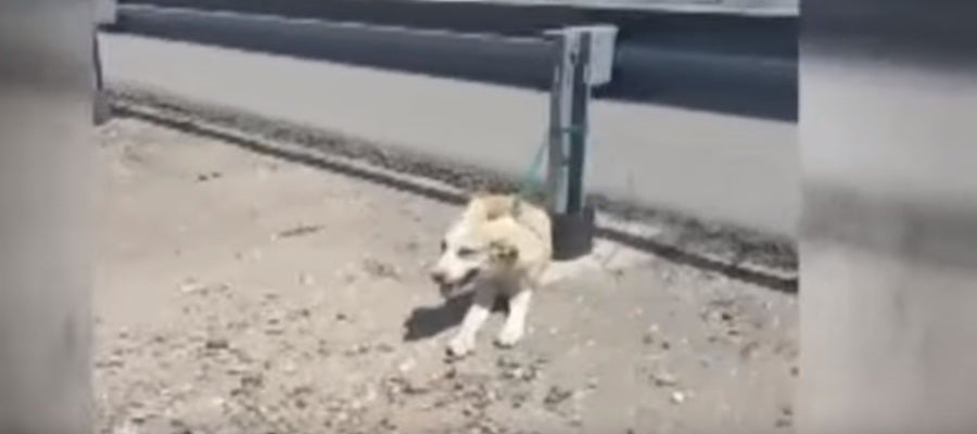 Una captura del vídeo de la perrita abandonada en Córdoba. Una captura del vídeo de la perrita abandonada en Córdoba.