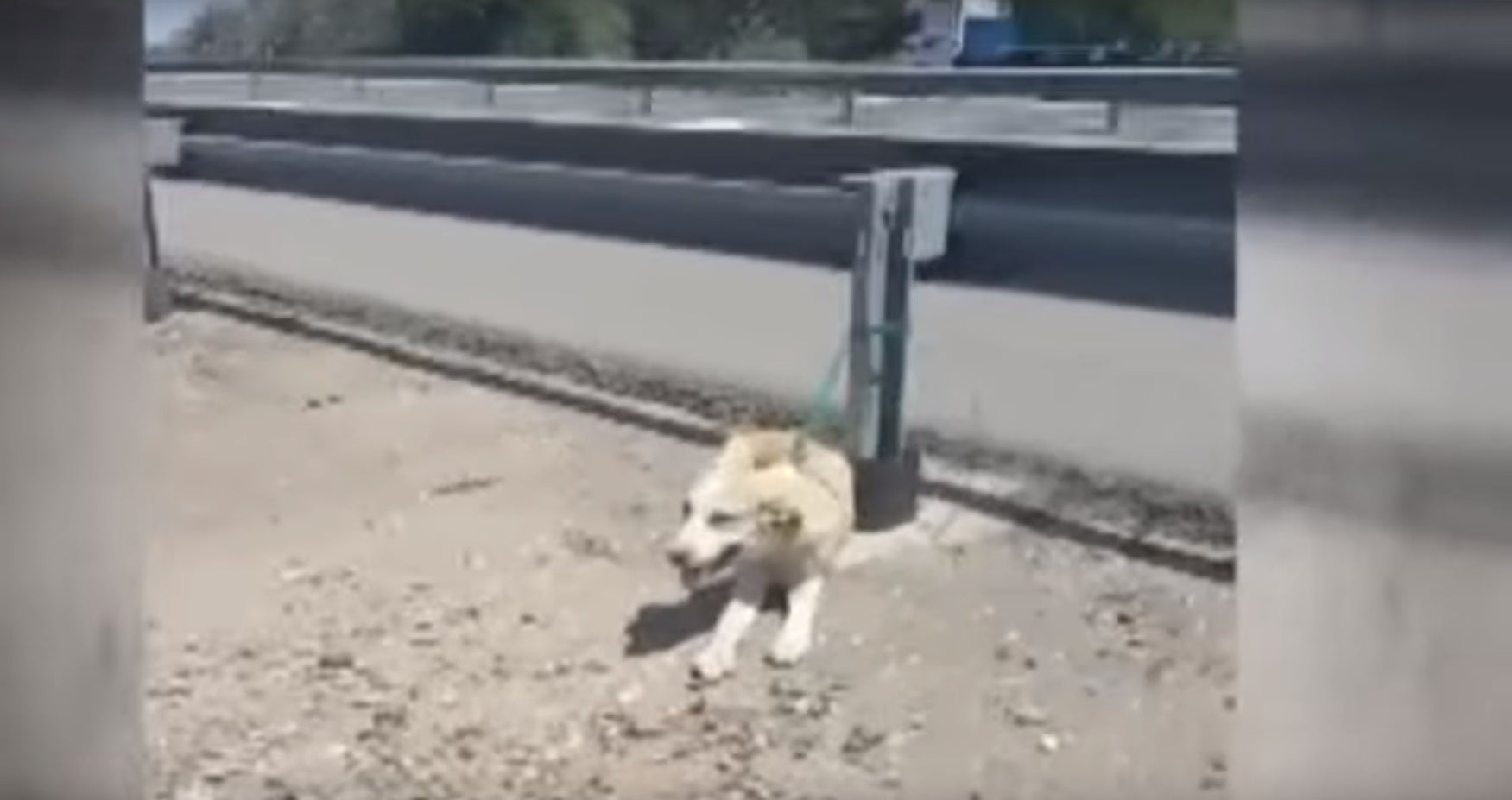 Abandonan a una perrita a cuarenta grados sin agua ni comida al lado de una carretera Abandonan a una perrita a cuarenta grados sin agua ni comida al lado de una carretera
