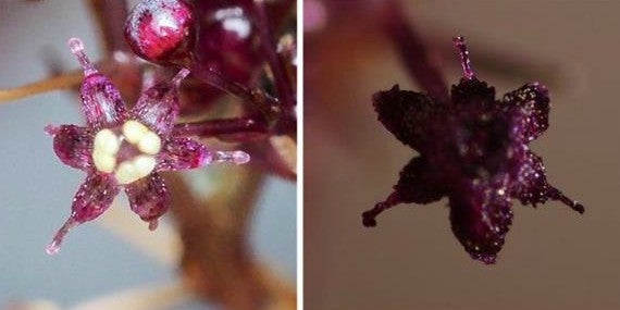 Una nueva especie de planta que no hace la fotosíntesis ha sido descubierta en Japón Una nueva especie de planta que no hace la fotosíntesis ha sido descubierta en Japón