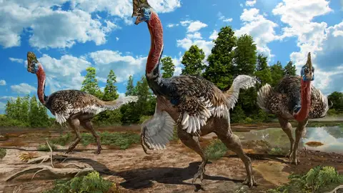 Un nuevo dinosaurio con cabeza de casuario y cuerpo de avestruz Un nuevo dinosaurio con cabeza de casuario y cuerpo de avestruz