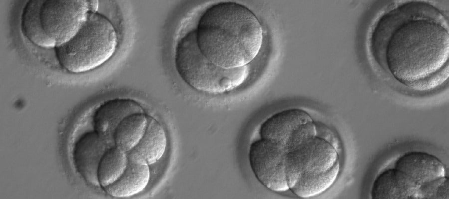 Reparan una mutación genética en embriones humanos de forma eficiente Reparan una mutación genética en embriones humanos de forma eficiente