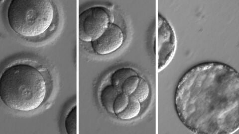 Embriones humanos a los que se aplic&oacute; la t&eacute;cnica CRISPR
