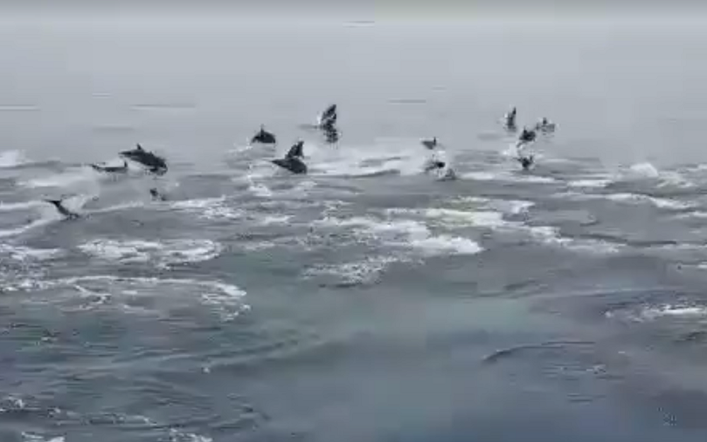 Decenas de delfines son avistados en el Cabo de Gata Decenas de delfines son avistados en el Cabo de Gata