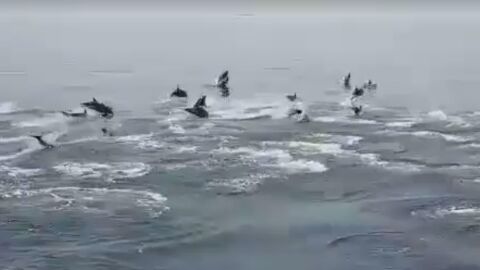 Delfines en Cabo de Gata