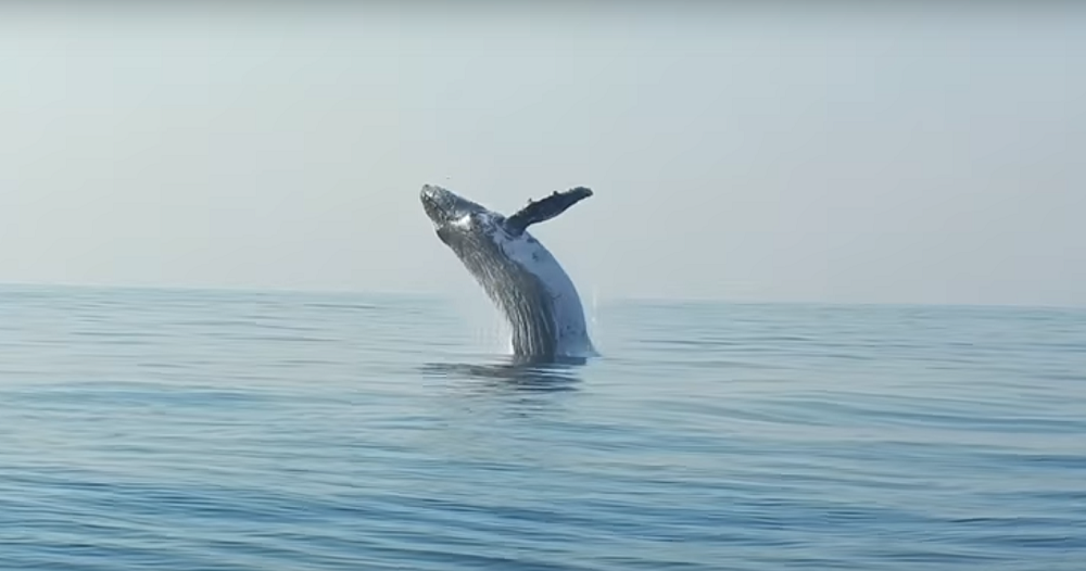 Porqué reducir la velocidad de los barcos puede proteger a las ballenas y delfines del Mediterráneo Porqué reducir la velocidad de los barcos puede proteger a las ballenas y delfines del Mediterráneo
