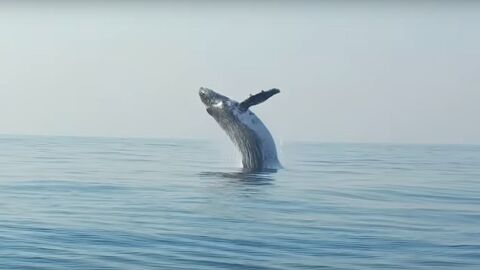 El impresionante salto de una ballena jorobada de 40 toneladas en el Océano Índico 