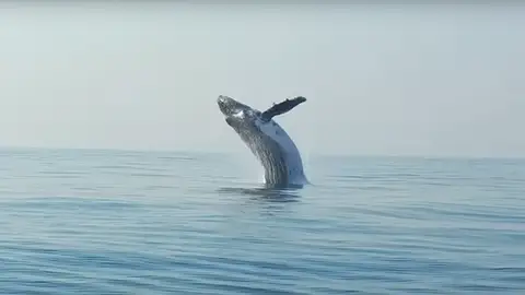 El impresionante salto de una ballena jorobada de 40 toneladas en el Océano Índico El impresionante salto de una ballena jorobada de 40 toneladas en el Océano Índico