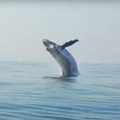 El impresionante salto de una ballena jorobada de 40 toneladas en el Océano Índico 