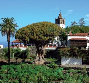 Municipio de Icod de Los Vinos, Tenerife, Islas Canarias Municipio de Icod de Los Vinos, Tenerife, Islas Canarias